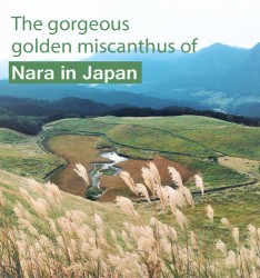 The gorgeous golden miscanthus of Nara in Japan